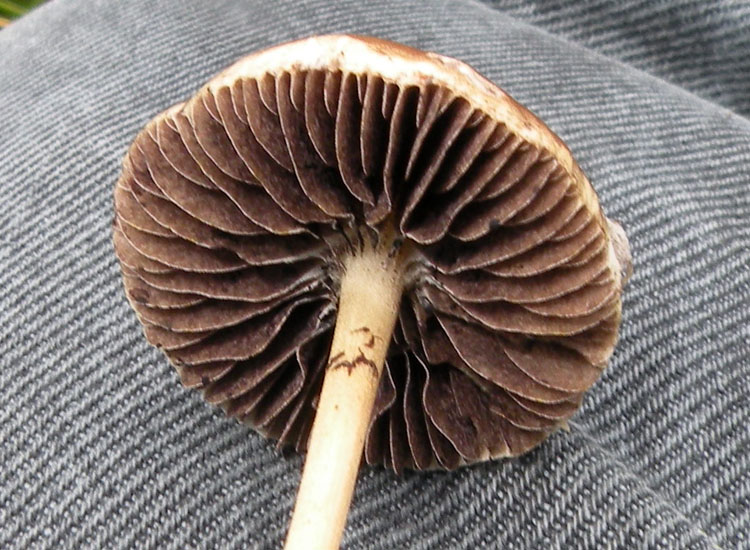 Io pensavo ad una Psilocybe....